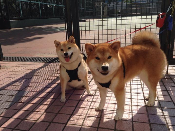 孤胆英雄与铁血军团，米切尔如何单骑破绿衫