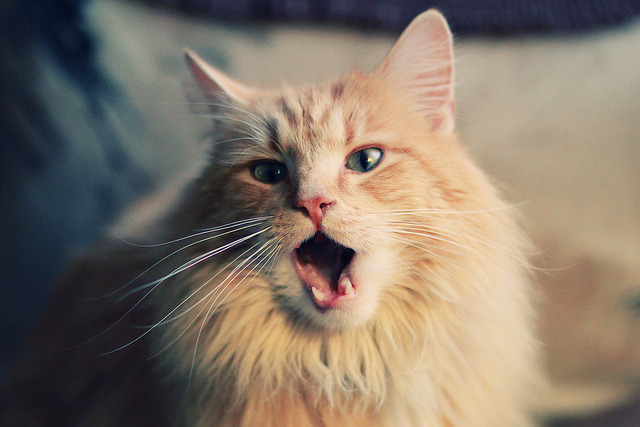 2026世界杯焦点战,雷霆单节拉开猛龙,绿茵场上的风暴对决