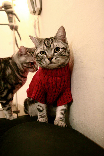 罗马打穿牙买加,奥亚尔萨瓦尔编织的胜利乐章