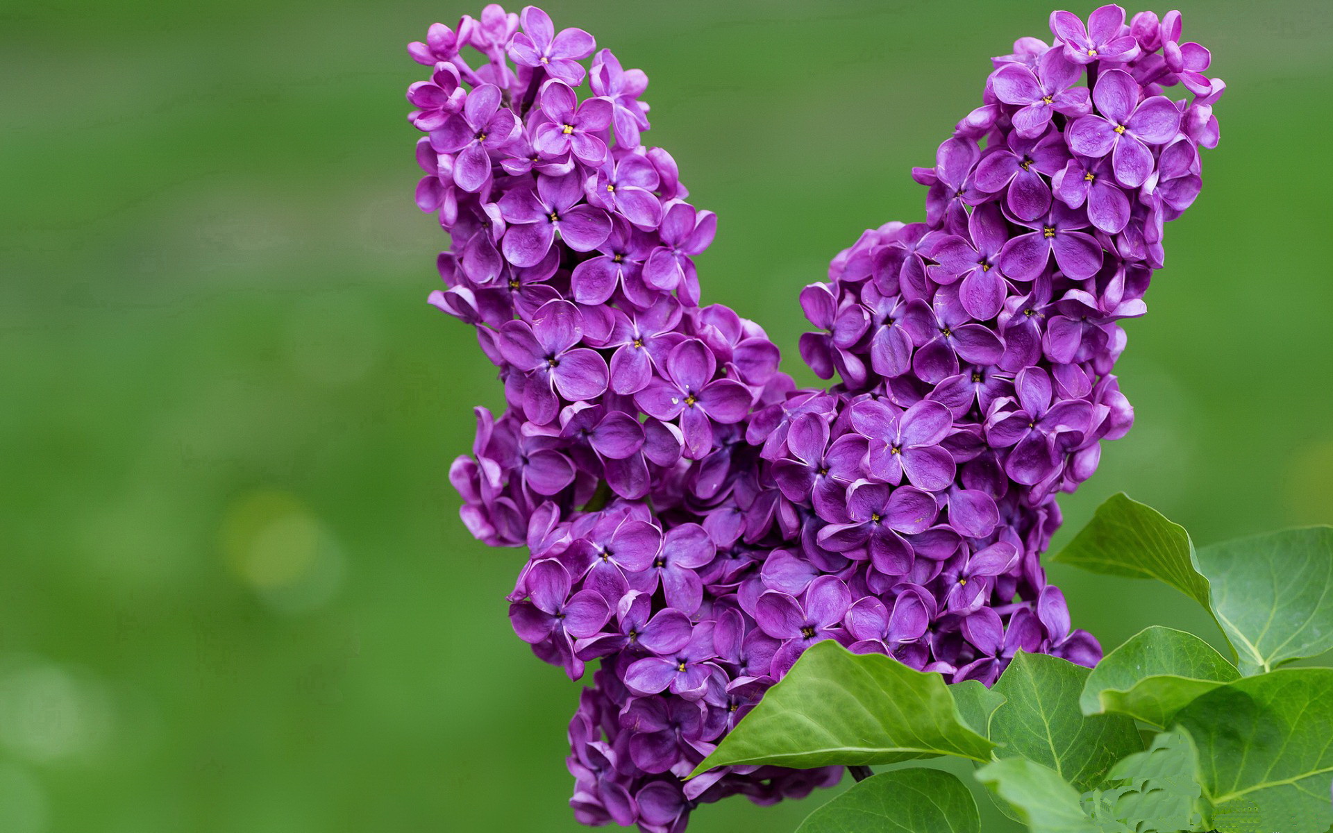 双线战场,亚洲之光的深圳与雄鹿出笼的字母哥