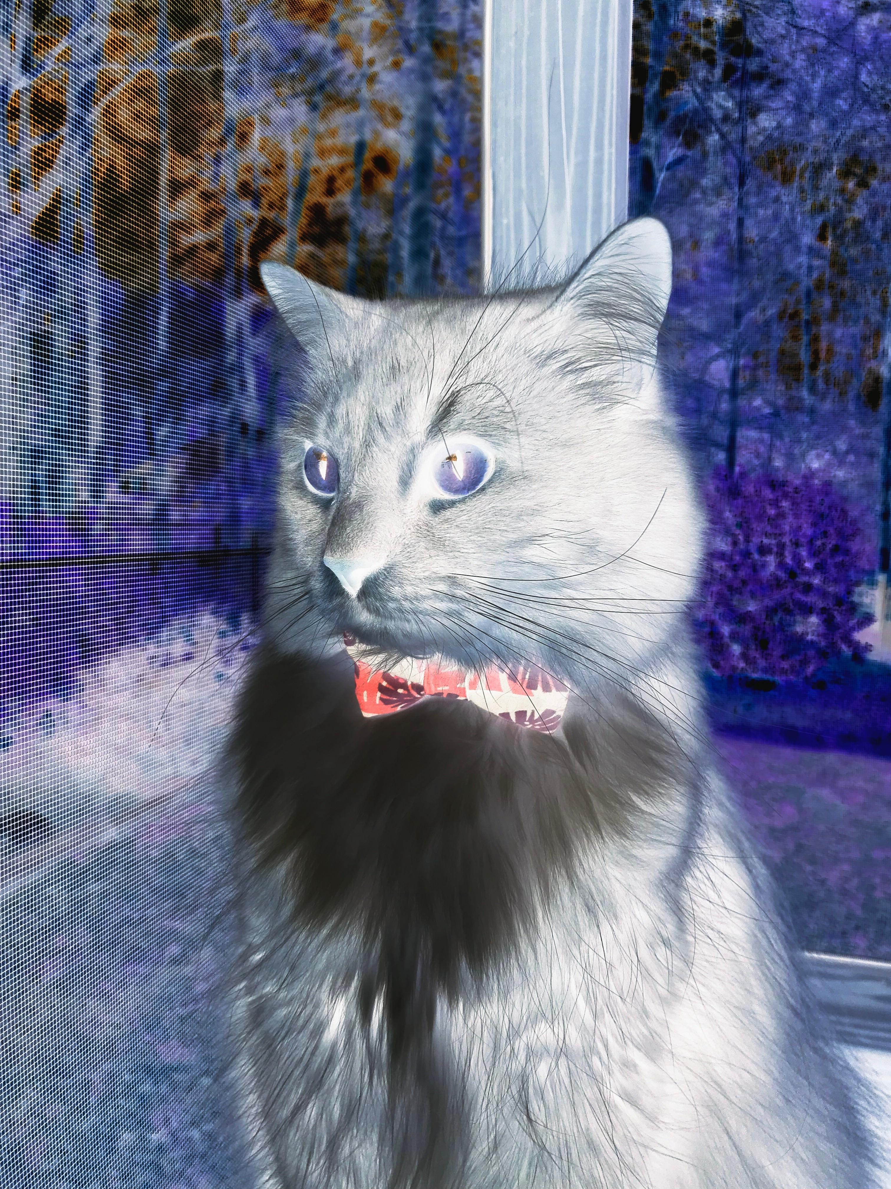 天才的轰鸣与团队的洪流，加维爆发与塞内加尔的决胜一节