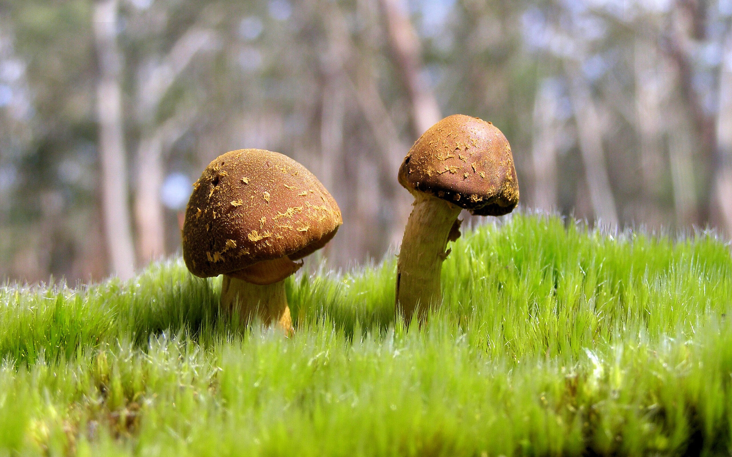 墨西哥旋风席卷欧洲！欧冠半决赛马赛惊天逆转晋级