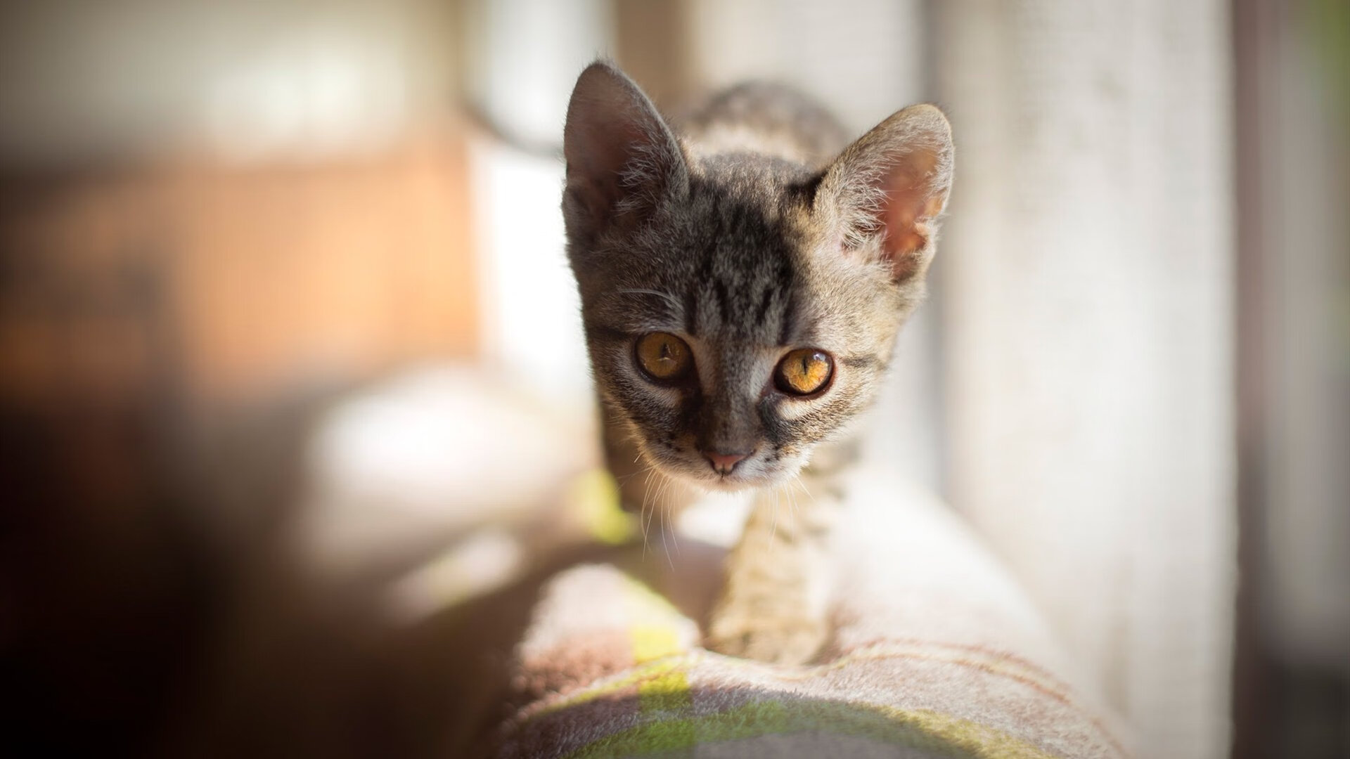 阿坎吉末节定乾坤,莱比锡红牛绝境逆转喀麦隆