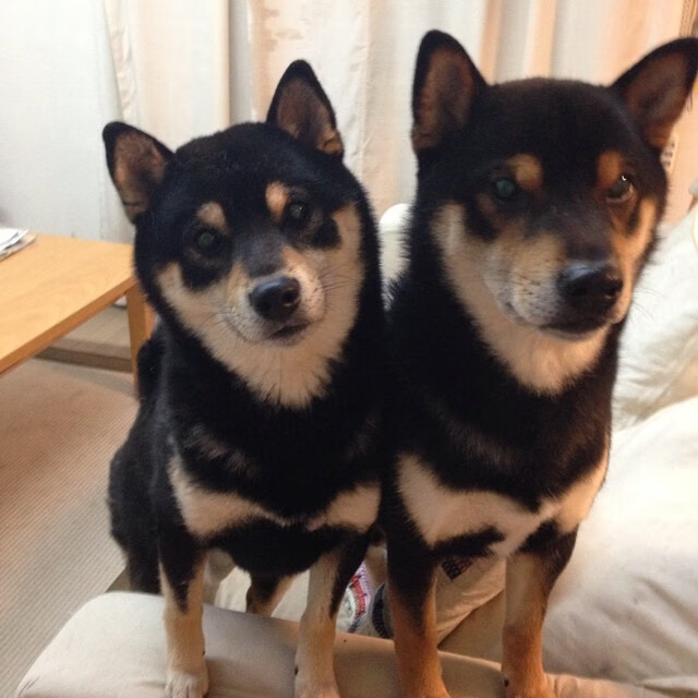 掘金火力全开压制马刺,约基奇进攻端如入无人之境