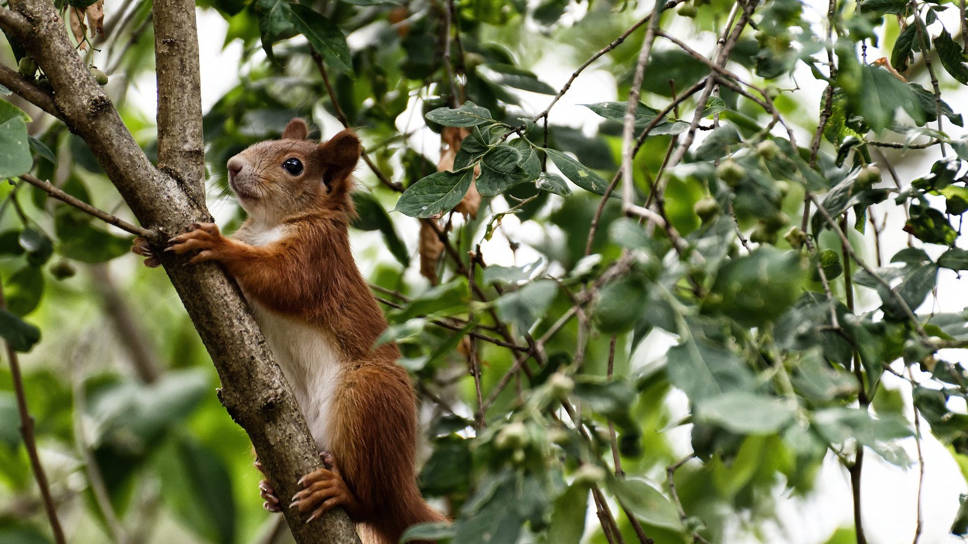 风暴之眼,字母哥的攻防转换如何定义抢七之夜