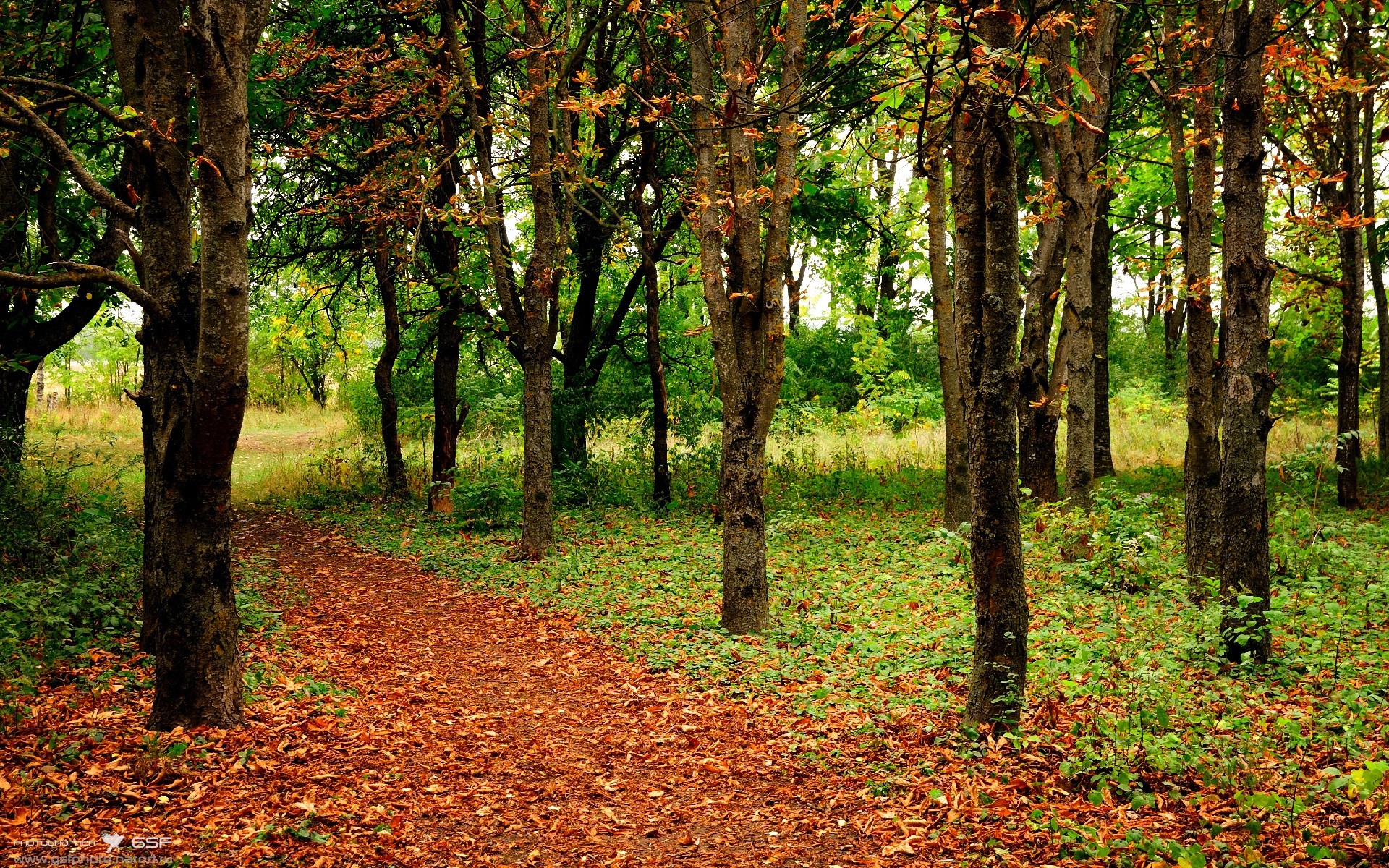 2026世界杯,洪都拉斯加时逆转土耳其,穆勒接管比赛闪耀传奇之夜
