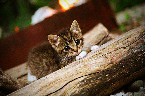 雷霆力克吉林队，NBA季后赛中的意外国际交锋引爆篮球热
