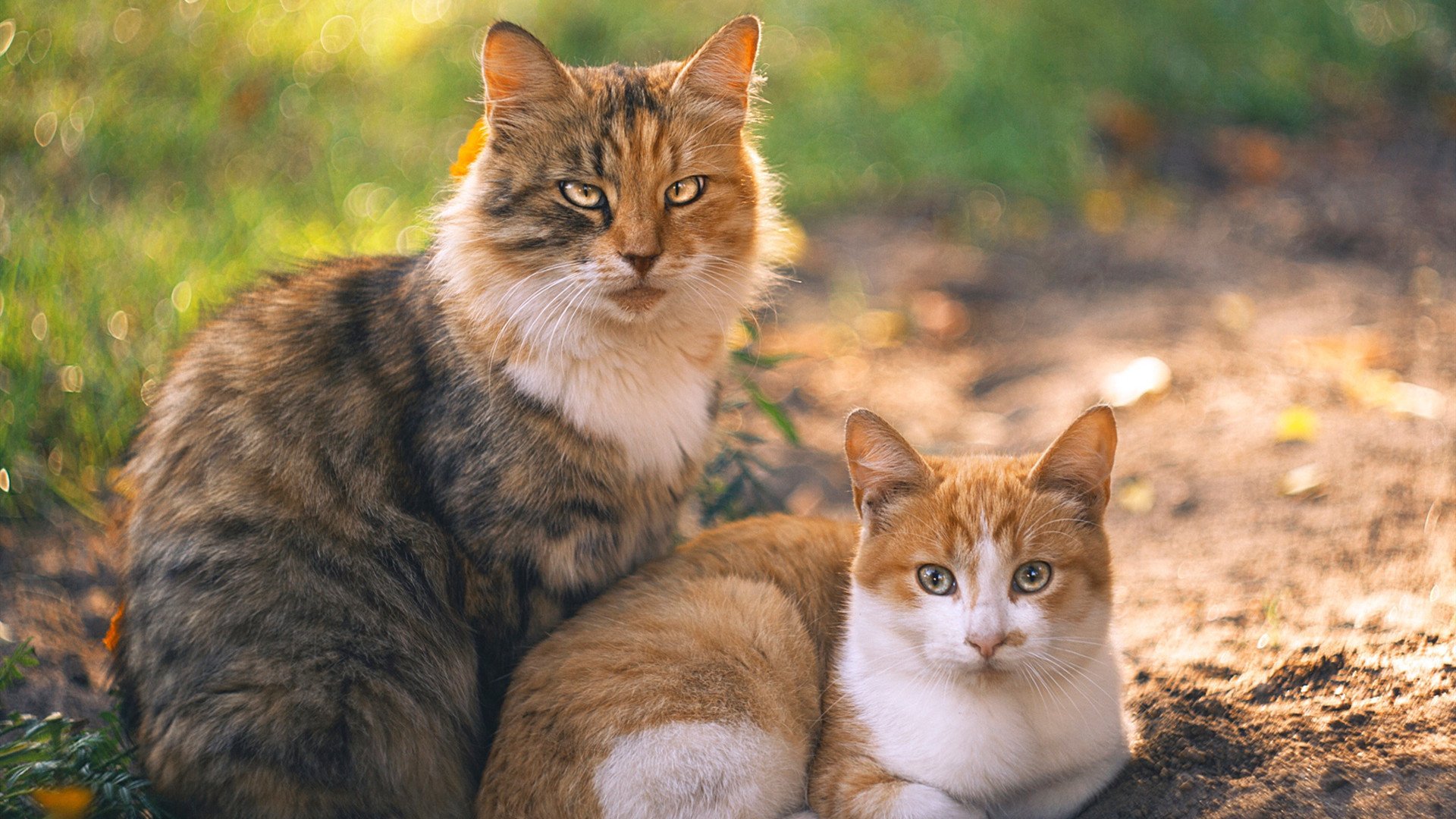双城记，当森林狼的利齿咬碎活塞，锡安在沉默中磨亮獠牙